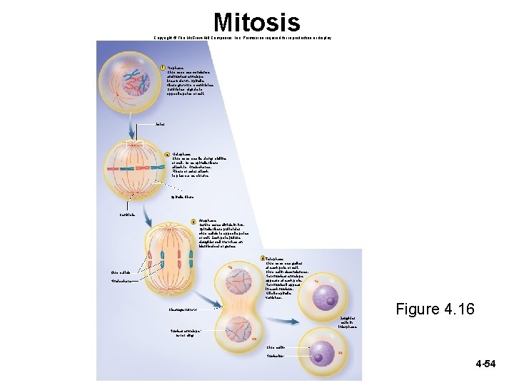 Mitosis Copyright © The Mc. Graw-Hill Companies, Inc. Permission required for reproduction or display.