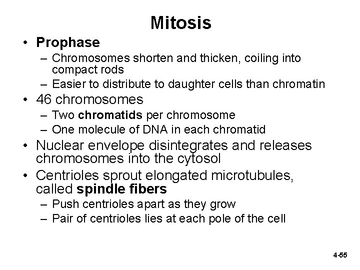 Mitosis • Prophase – Chromosomes shorten and thicken, coiling into compact rods – Easier