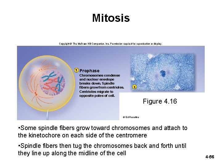 Mitosis Copyright © The Mc. Graw-Hill Companies, Inc. Permission required for reproduction or display.