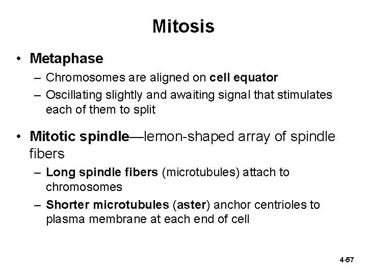 Mitosis • Metaphase – Chromosomes are aligned on cell equator – Oscillating slightly and