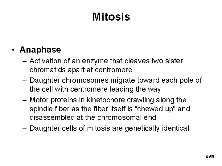 Mitosis • Anaphase – Activation of an enzyme that cleaves two sister chromatids apart