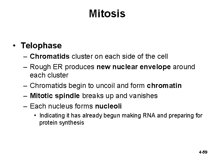 Mitosis • Telophase – Chromatids cluster on each side of the cell – Rough