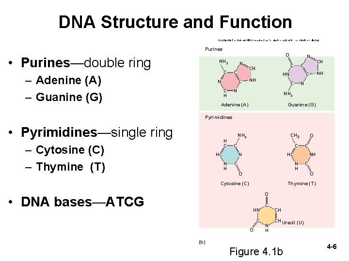 DNA Structure and Function Copyright © The Mc. Graw-Hill Companies, Inc. Permission required for