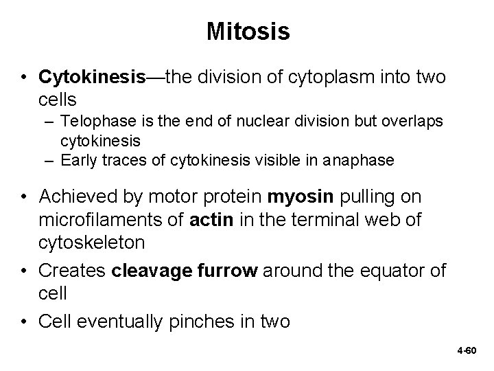 Mitosis • Cytokinesis—the division of cytoplasm into two cells – Telophase is the end