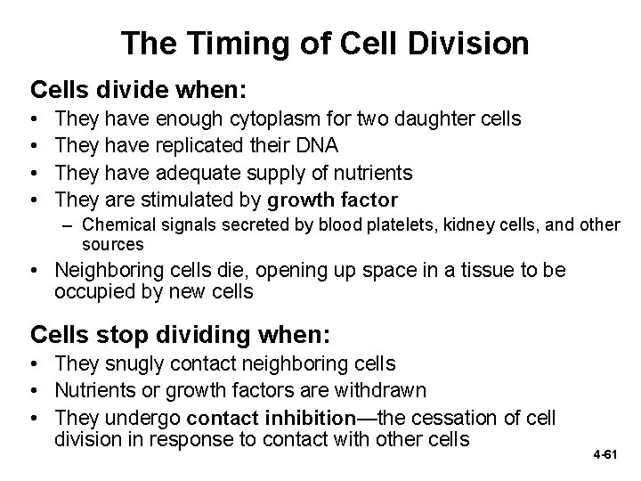 The Timing of Cell Division Cells divide when: • • They have enough cytoplasm