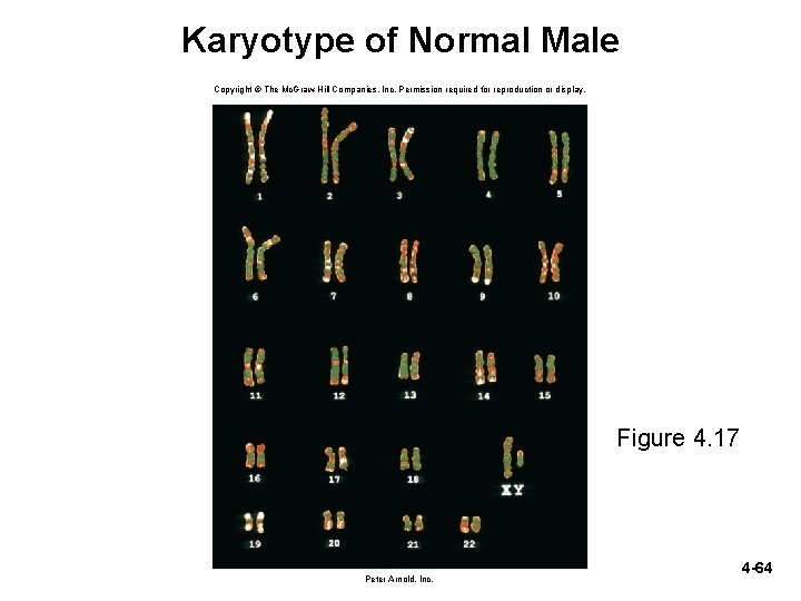 Karyotype of Normal Male Copyright © The Mc. Graw-Hill Companies, Inc. Permission required for