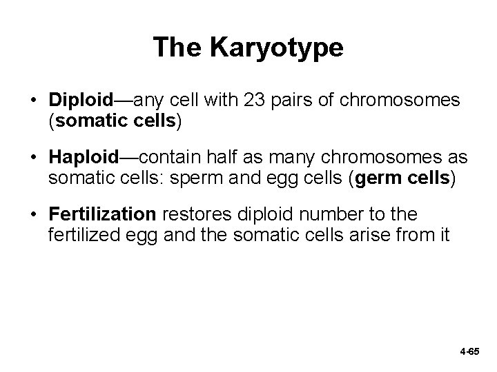 The Karyotype • Diploid—any cell with 23 pairs of chromosomes (somatic cells) • Haploid—contain