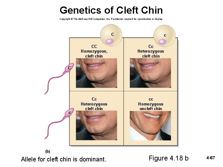 Genetics of Cleft Chin Copyright © The Mc. Graw-Hill Companies, Inc. Permission required for