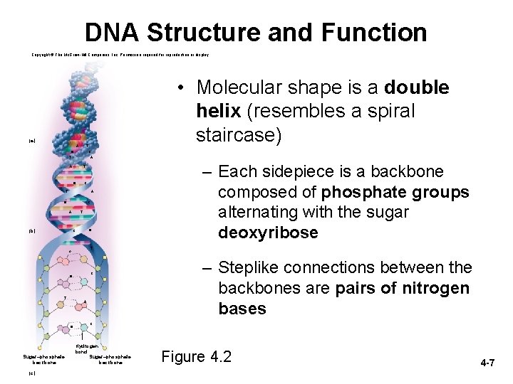 DNA Structure and Function Copyright © The Mc. Graw-Hill Companies, Inc. Permission required for