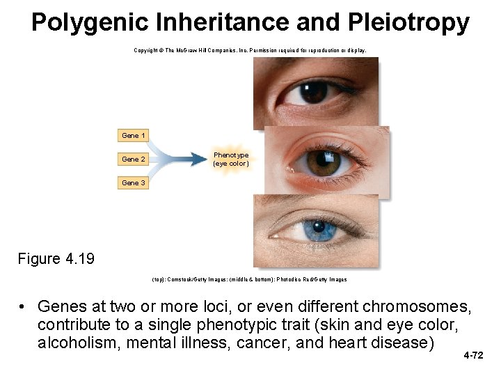 Polygenic Inheritance and Pleiotropy Copyright © The Mc. Graw-Hill Companies, Inc. Permission required for