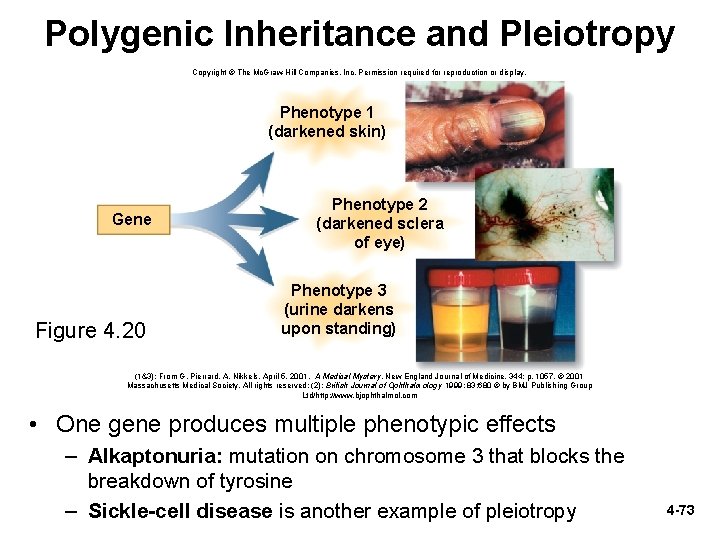 Polygenic Inheritance and Pleiotropy Copyright © The Mc. Graw-Hill Companies, Inc. Permission required for