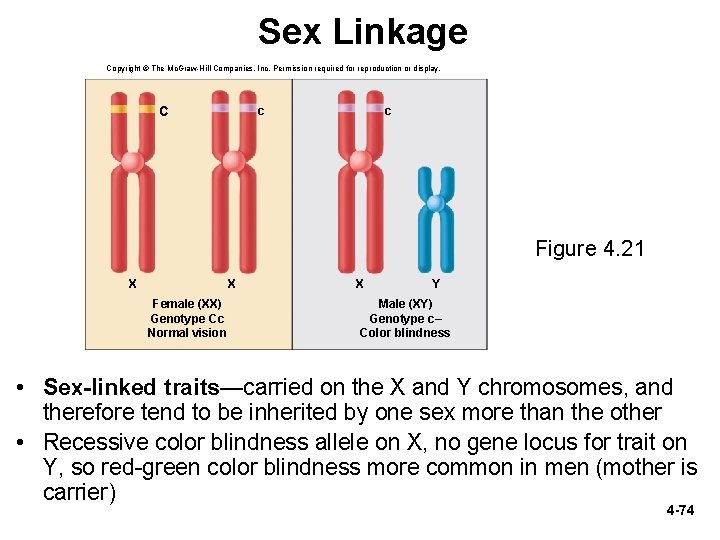Sex Linkage Copyright © The Mc. Graw-Hill Companies, Inc. Permission required for reproduction or