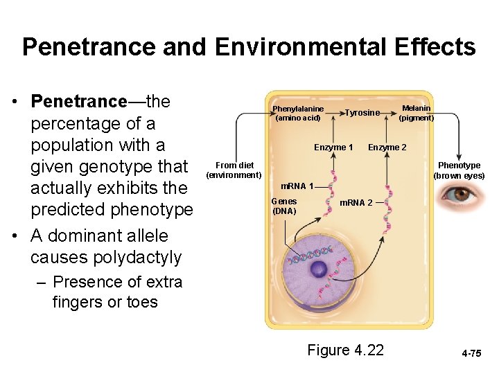 Penetrance and Environmental Effects • Penetrance—the percentage of a population with a given genotype