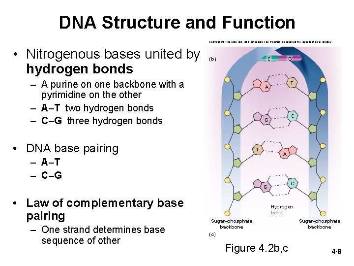 DNA Structure and Function Copyright © The Mc. Graw-Hill Companies, Inc. Permission required for