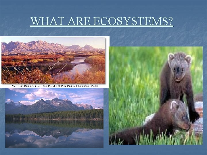 WHAT ARE ECOSYSTEMS? WHAT ARE ECOSYSTEMS?