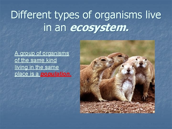 Different types of organisms live in an ecosystem. A group of organisms of the Different types of organisms live in an ecosystem. A group of organisms of the
