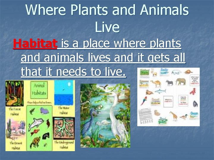 Where Plants and Animals Live Habitat is a place where plants and animals lives Where Plants and Animals Live Habitat is a place where plants and animals lives