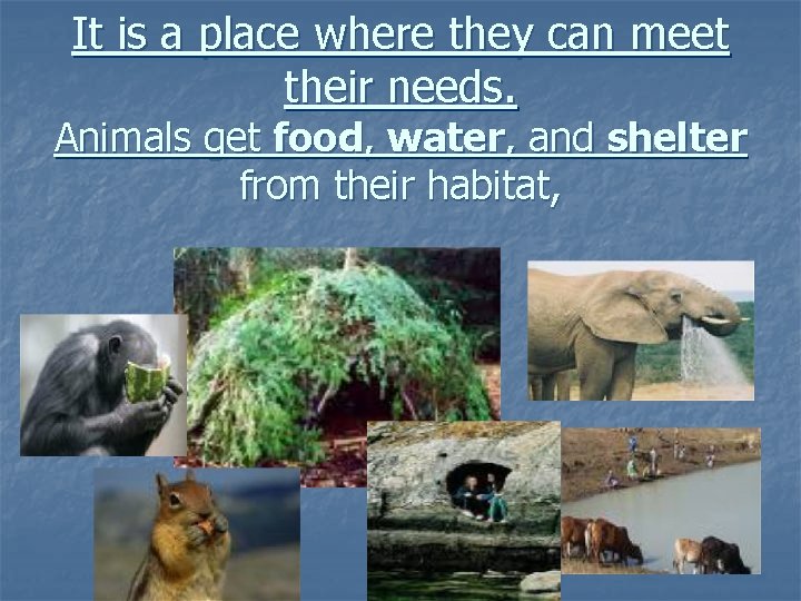 It is a place where they can meet their needs. Animals get food, water, It is a place where they can meet their needs. Animals get food, water,