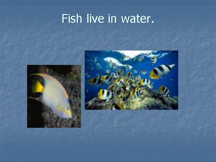 Fish live in water. Fish live in water.