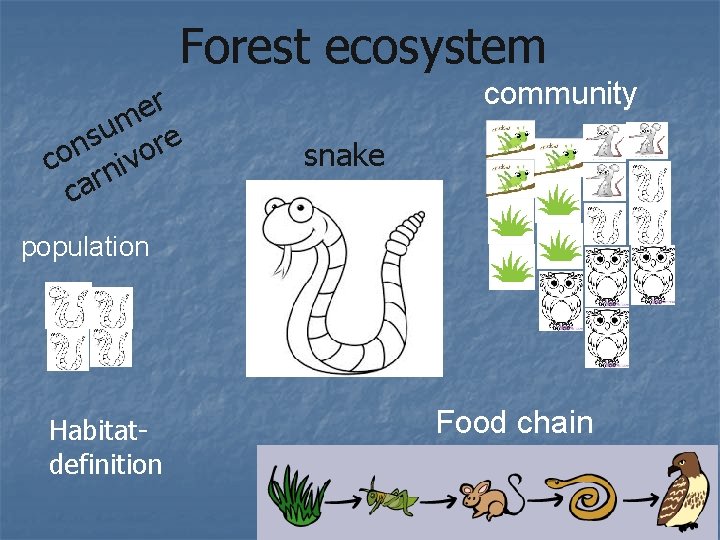 Forest ecosystem r e m u s ore n co niv r a c Forest ecosystem r e m u s ore n co niv r a c