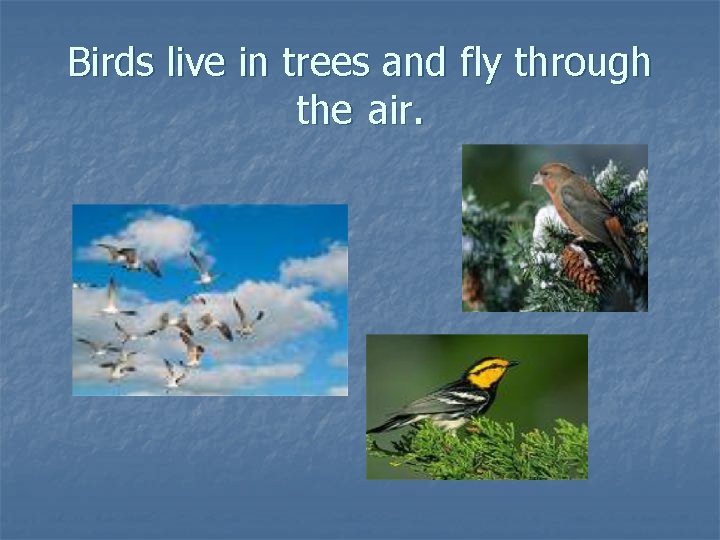 Birds live in trees and fly through the air. Birds live in trees and fly through the air.