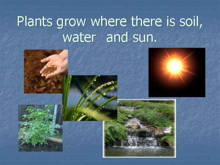 Plants grow where there is soil, water and sun. Plants grow where there is soil, water and sun.