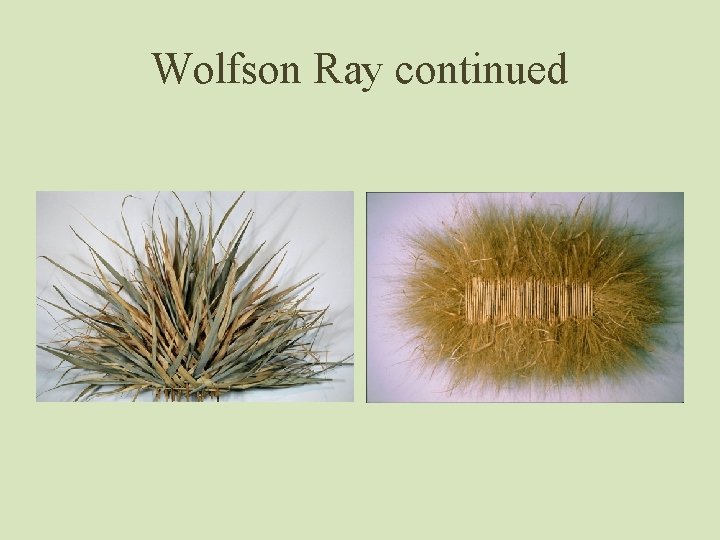 Wolfson Ray continued 