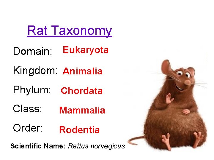 Rat Taxonomy Domain: Eukaryota Kingdom: Animalia Phylum: Chordata Class: Mammalia Order: Rodentia Scientific Name: