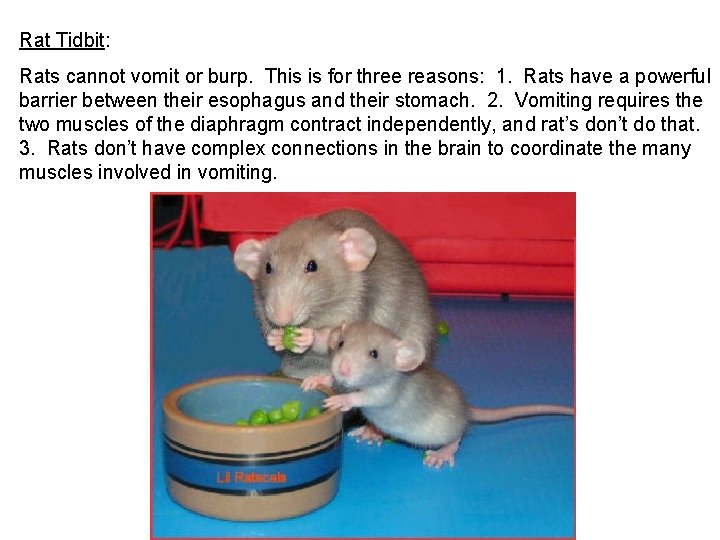 Rat Tidbit: Rats cannot vomit or burp. This is for three reasons: 1. Rats