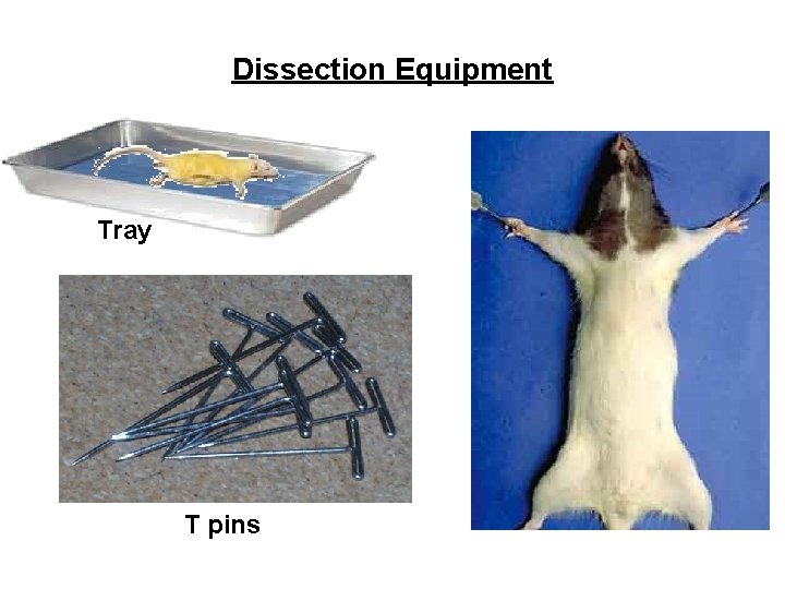 Dissection Equipment Tray T pins 