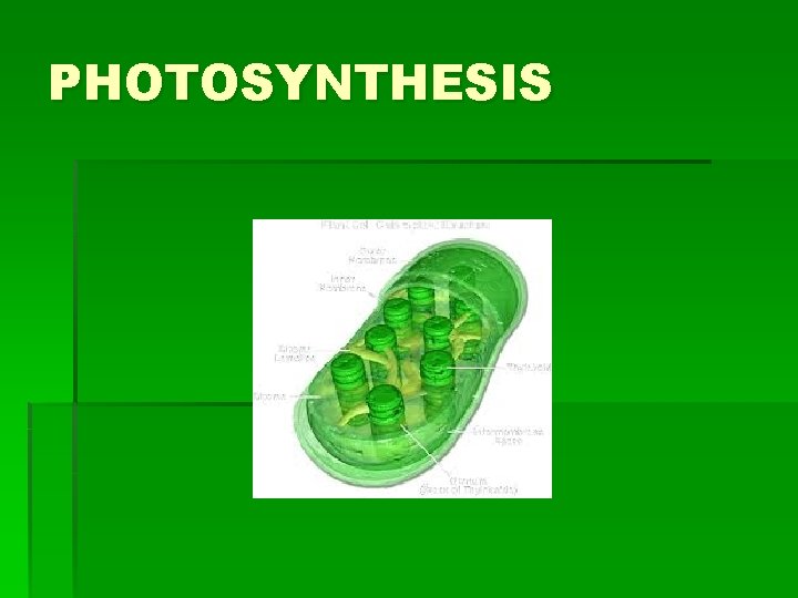 PHOTOSYNTHESIS 