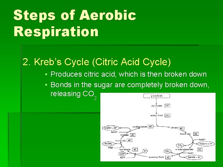 Steps of Aerobic Respiration 2. Kreb’s Cycle (Citric Acid Cycle) • Produces citric acid,