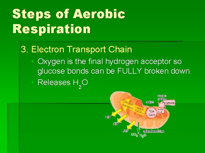 Steps of Aerobic Respiration 3. Electron Transport Chain • Oxygen is the final hydrogen