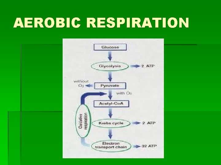 AEROBIC RESPIRATION 