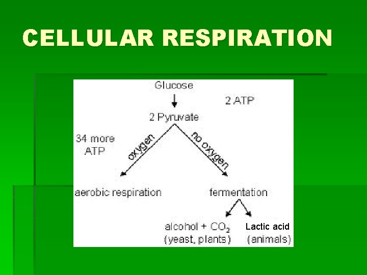 CELLULAR RESPIRATION Lactic acid 