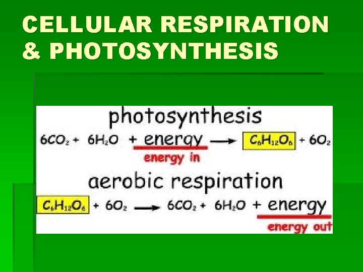 CELLULAR RESPIRATION & PHOTOSYNTHESIS 