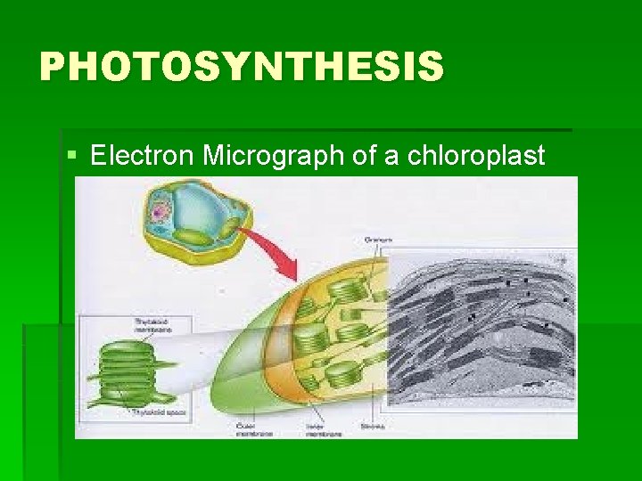 PHOTOSYNTHESIS § Electron Micrograph of a chloroplast 