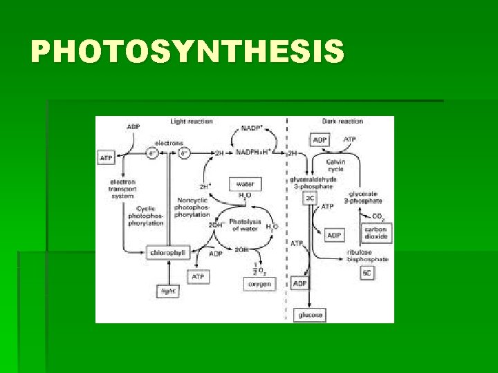 PHOTOSYNTHESIS 