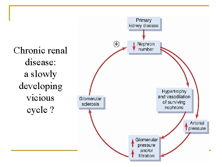 Chronic renal disease: a slowly developing vicious cycle ? Chronic renal disease: a slowly developing vicious cycle ?