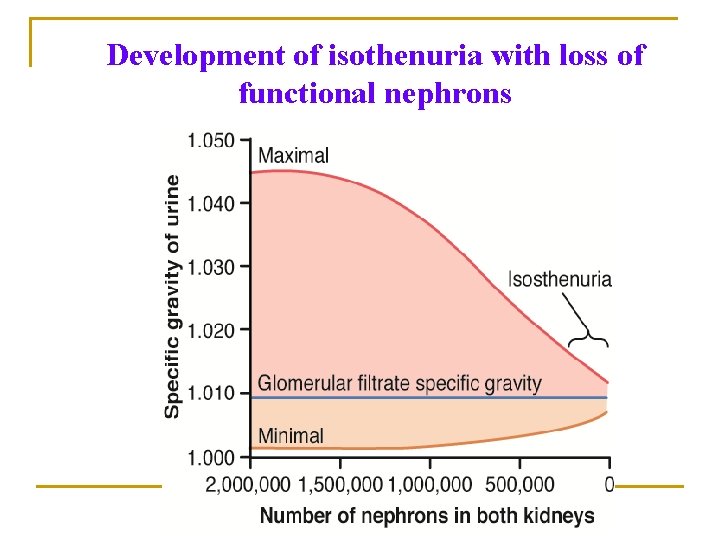 Development of isothenuria with loss of functional nephrons Development of isothenuria with loss of functional nephrons