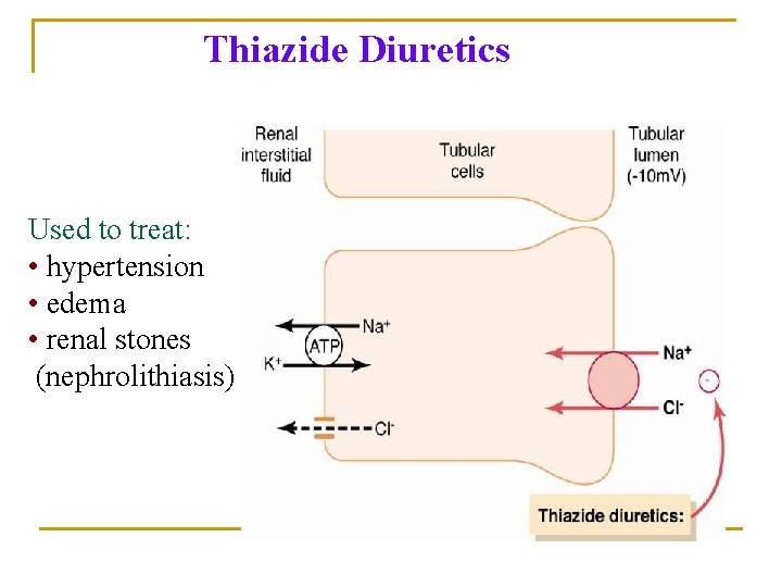 Thiazide Diuretics Used to treat: • hypertension • edema • renal stones (nephrolithiasis) Thiazide Diuretics Used to treat: • hypertension • edema • renal stones (nephrolithiasis)