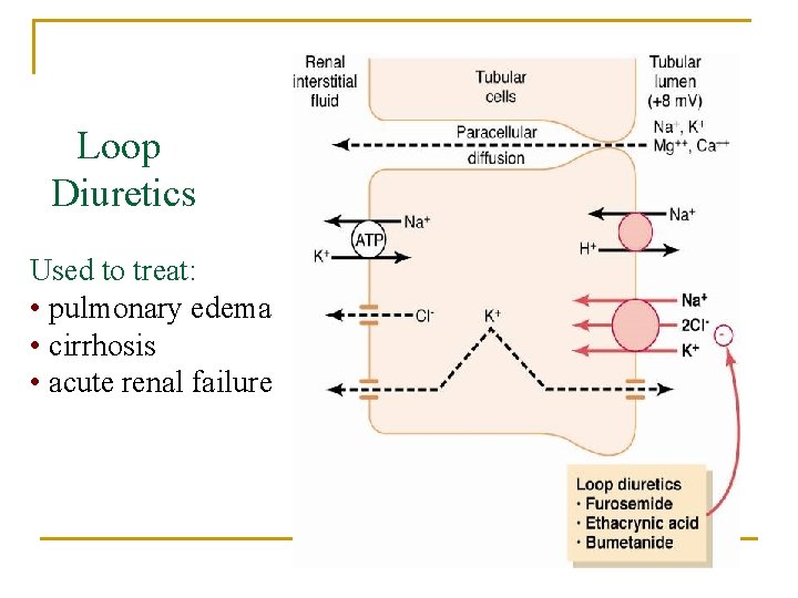 Loop Diuretics Used to treat: • pulmonary edema • cirrhosis • acute renal failure Loop Diuretics Used to treat: • pulmonary edema • cirrhosis • acute renal failure