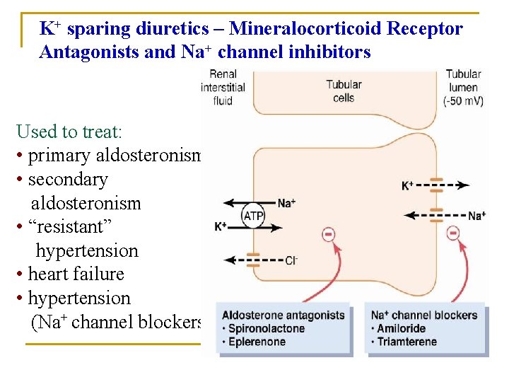 K+ sparing diuretics – Mineralocorticoid Receptor Antagonists and Na+ channel inhibitors Used to treat: K+ sparing diuretics – Mineralocorticoid Receptor Antagonists and Na+ channel inhibitors Used to treat: