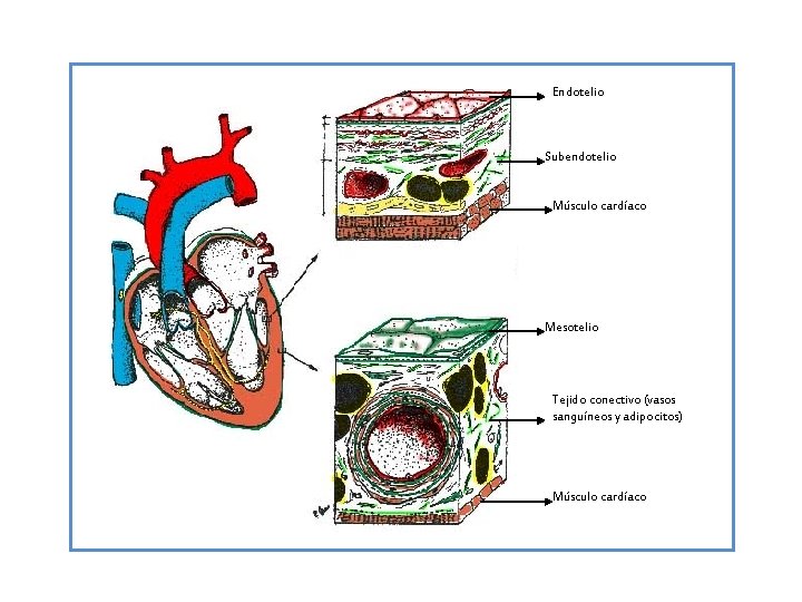 . Endotelio Subendotelio Músculo cardíaco Mesotelio Tejido conectivo (vasos sanguíneos y adipocitos) Músculo cardíaco