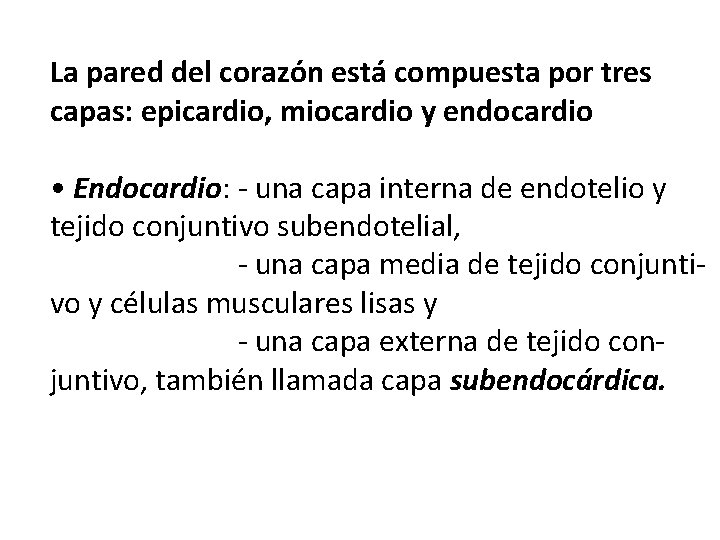 La pared del corazón está compuesta por tres capas: epicardio, miocardio y endocardio •