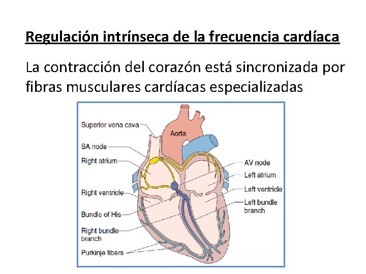 Regulación intrínseca de la frecuencia cardíaca La contracción del corazón está sincronizada por fibras