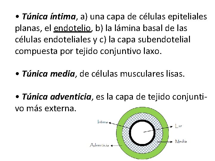  • Túnica íntima, a) una capa de células epiteliales planas, el endotelio, b)