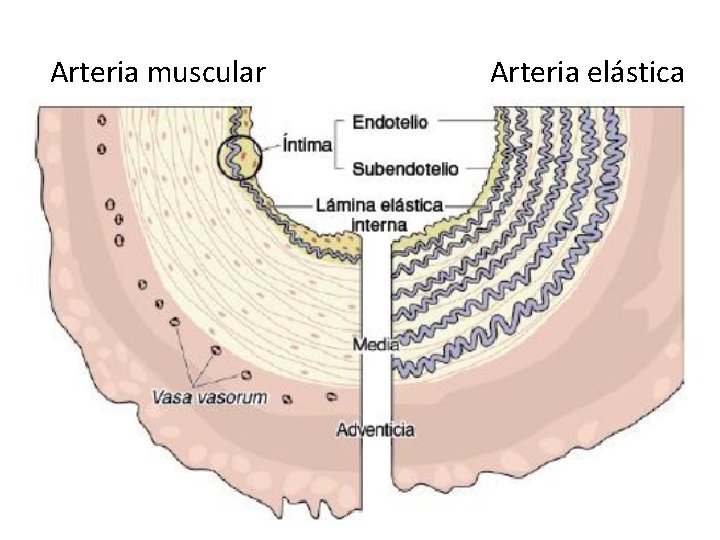 Arteria muscular Arteria elástica 