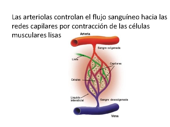 Las arteriolas controlan el flujo sanguíneo hacia las redes capilares por contracción de las