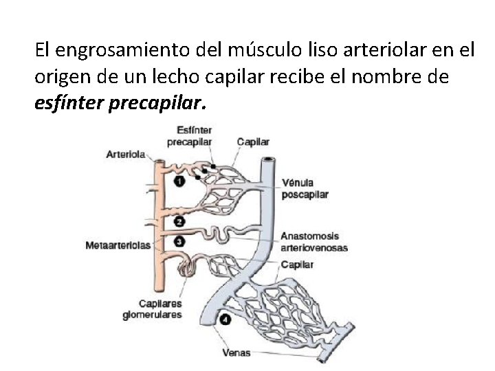 El engrosamiento del músculo liso arteriolar en el origen de un lecho capilar recibe